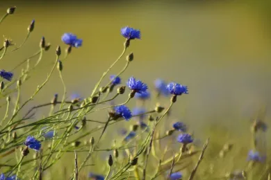 Kornblume, Symbolbild
